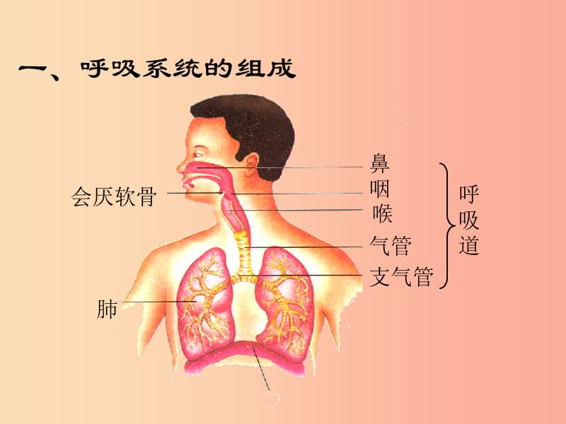 七年级生物下册 第四单元 第三章 第一节 呼吸道对空气的处理课件 新人教版.ppt_第3页