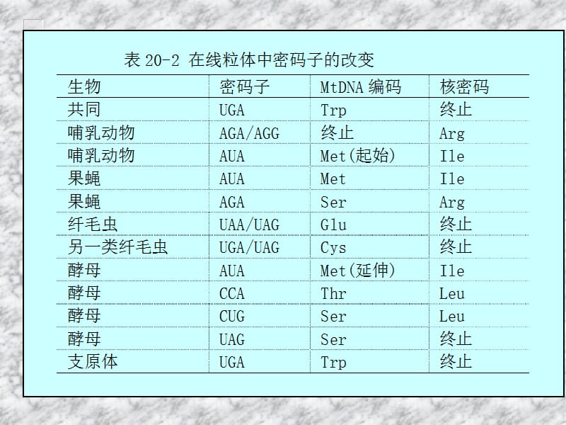 分子遗传学核外遗传.ppt_第3页