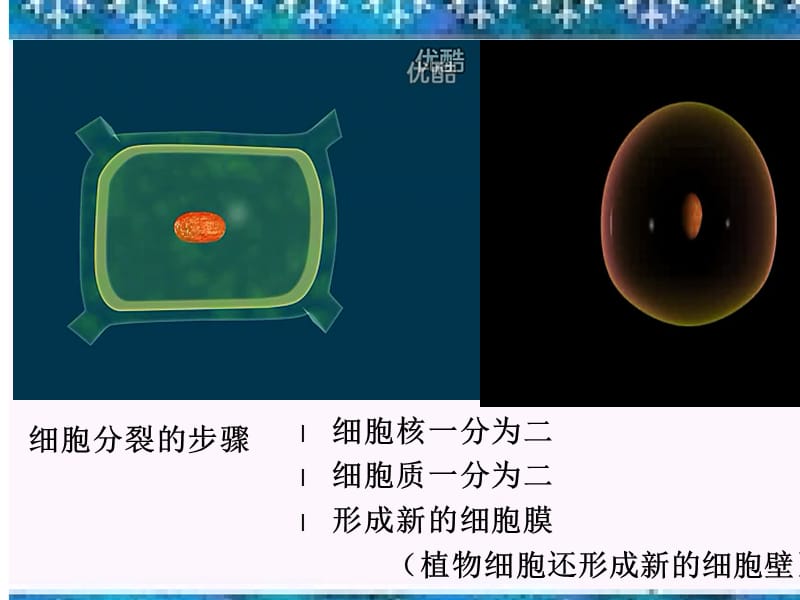 2019年七年级生物上册2.2.1细胞通过分裂产生新细胞课件2 新人教版.ppt_第3页