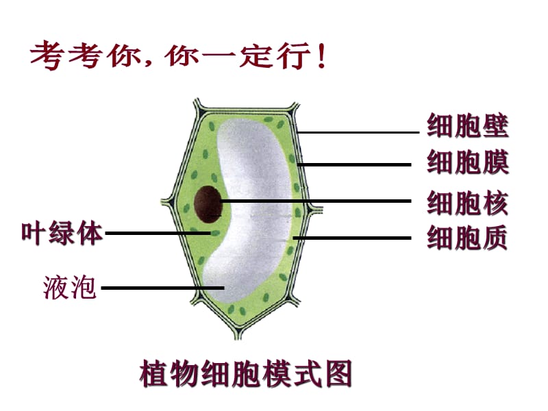 吉林省七年级生物上册 2.2.1 细胞通过分裂产生新细胞课件1 新人教版.ppt_第2页