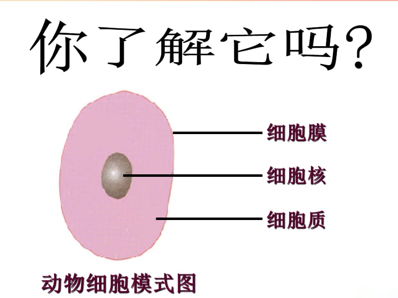 吉林省七年级生物上册 2.2.1 细胞通过分裂产生新细胞课件1 新人教版.ppt_第3页