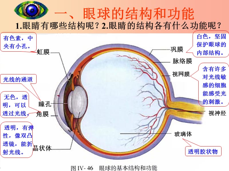 七年级生物下册 4.6.1 人体对外界环境的感知课件3 新人教版.ppt_第3页