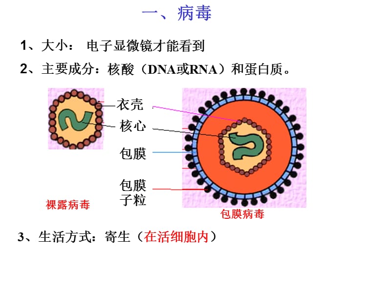 上海高考生物复习会考显微镜下的微生物.ppt_第3页