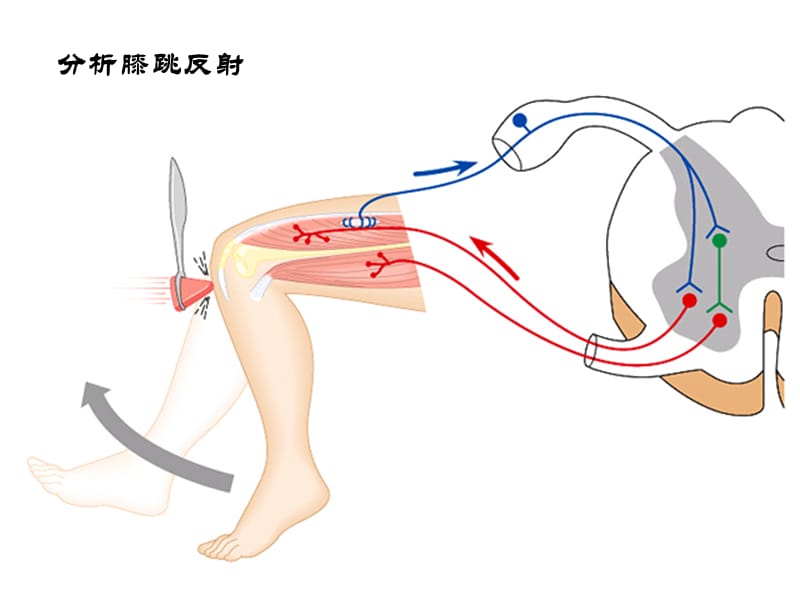 七年级生物下册 4.6.2《神经系统的组成》课件2 新人教版.ppt_第3页