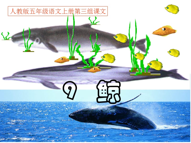 人教版语文(五上)《9鲸》.ppt_第1页