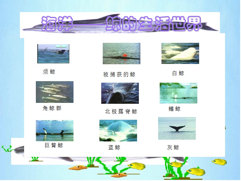 人教版语文(五上)《9鲸》.ppt_第3页