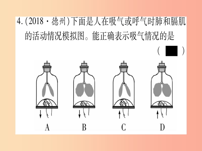 2019年中考生物 第2单元 第3章 健肺强肾 精力充沛复习习题课件 冀教版.ppt_第3页