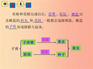 2019年八年級生物上冊 4.1.4《種子的萌發(fā)》課件2（新版）濟南版.ppt