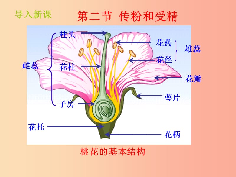 山东省八年级生物上册 4.1.2《传粉和受精》课件（新版）济南版.ppt_第2页