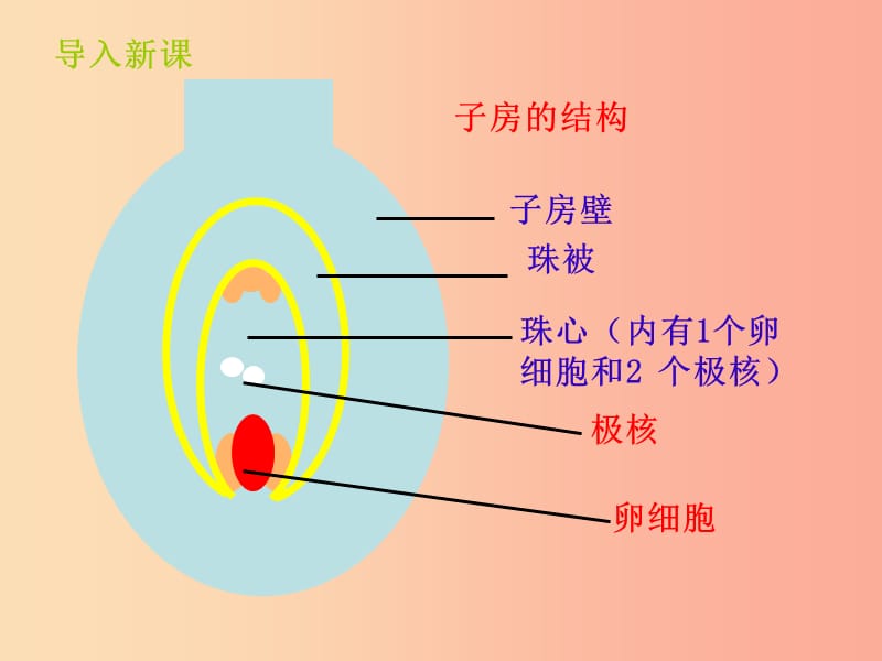 山东省八年级生物上册 4.1.2《传粉和受精》课件（新版）济南版.ppt_第3页