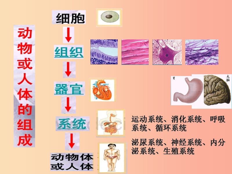 吉林省七年级生物上册 2.3.3 单细胞生物课件 新人教版.ppt_第1页