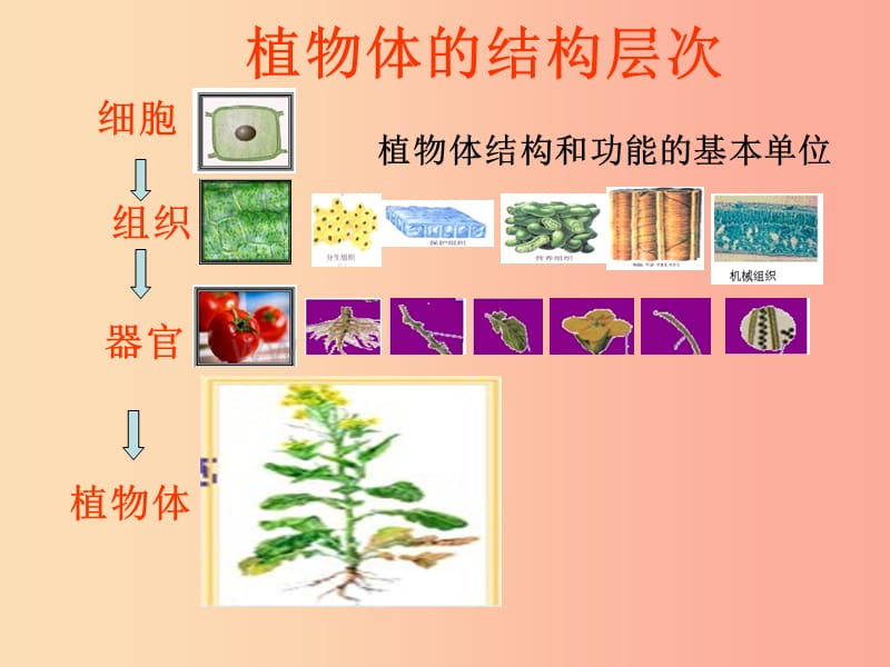 吉林省七年级生物上册 2.3.3 单细胞生物课件 新人教版.ppt_第2页