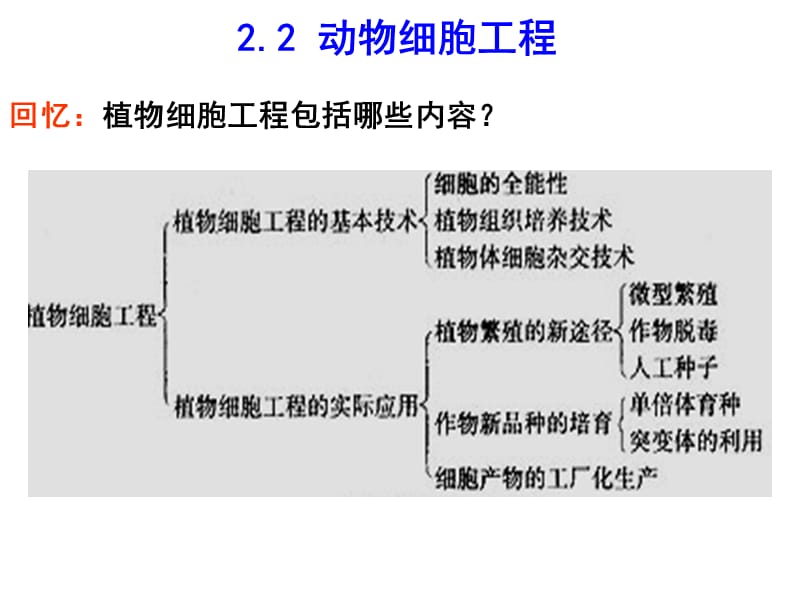 动物细胞工程动物细胞培养和核移植技术.ppt_第1页