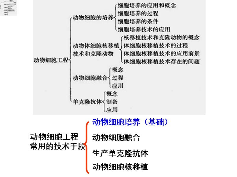 动物细胞工程动物细胞培养和核移植技术.ppt_第2页