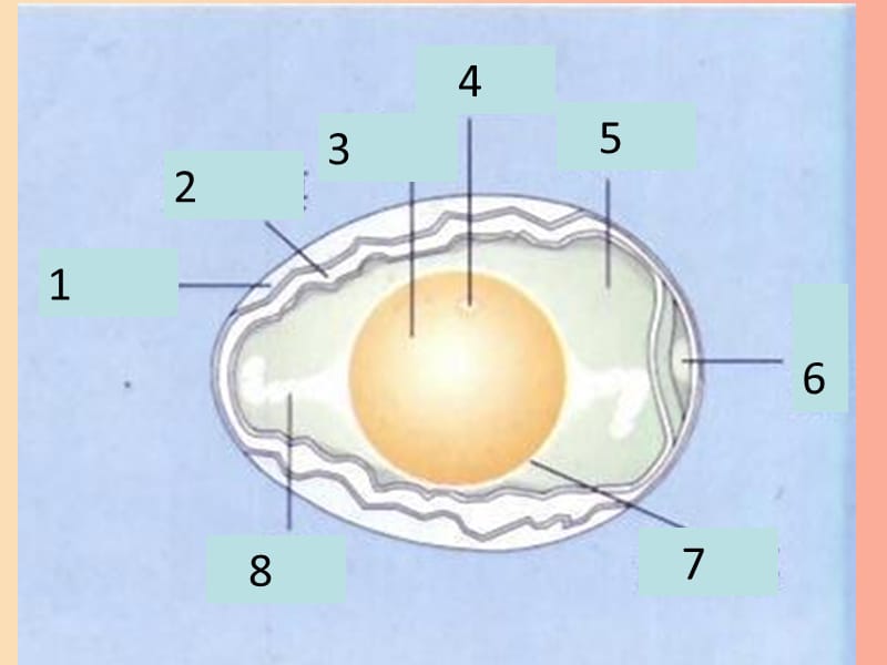 吉林省通化市八年级生物下册 7.2.1基因控制生物的性状课件 新人教版.ppt_第1页