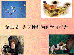 吉林省八年級(jí)生物上冊(cè) 5.2.2 先天性行為和學(xué)習(xí)行為課件 新人教版.ppt