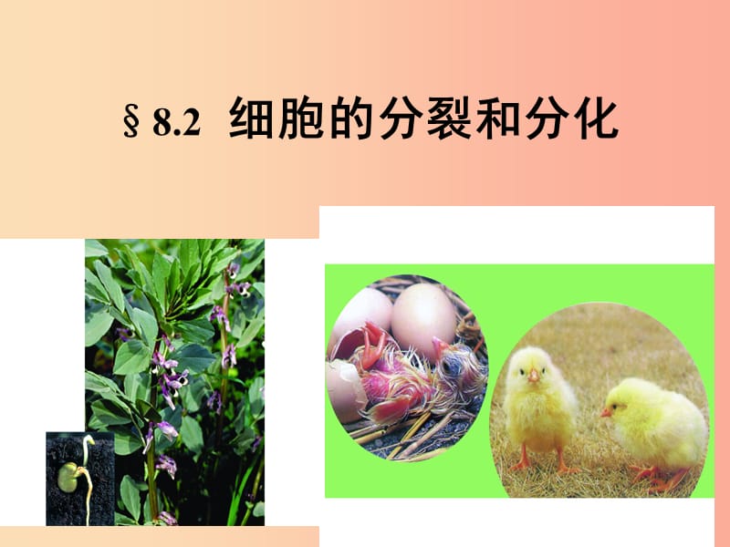 江苏省七年级生物下册 8.2细胞的分裂和分化课件（新版）苏科版.ppt_第3页