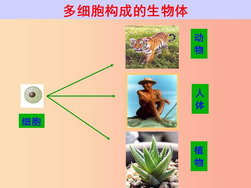 吉林省七年级生物上册 2.2.4 单细胞生物课件 新人教版.ppt_第2页