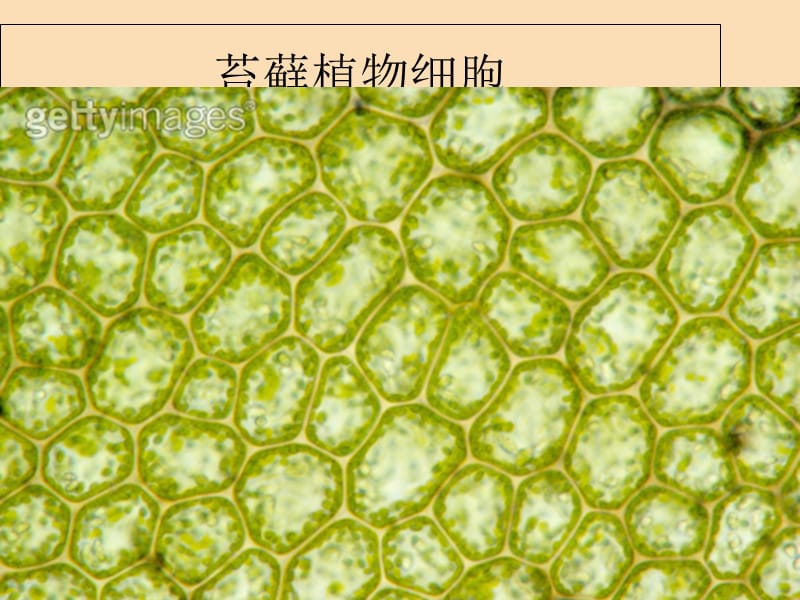 2019-2020年七年级生物上册 第二单元 第一章 第二节 植物细胞课件 新人教版.ppt_第3页