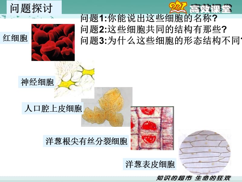 《细胞的多样性和统一性》(新人教版).ppt_第2页