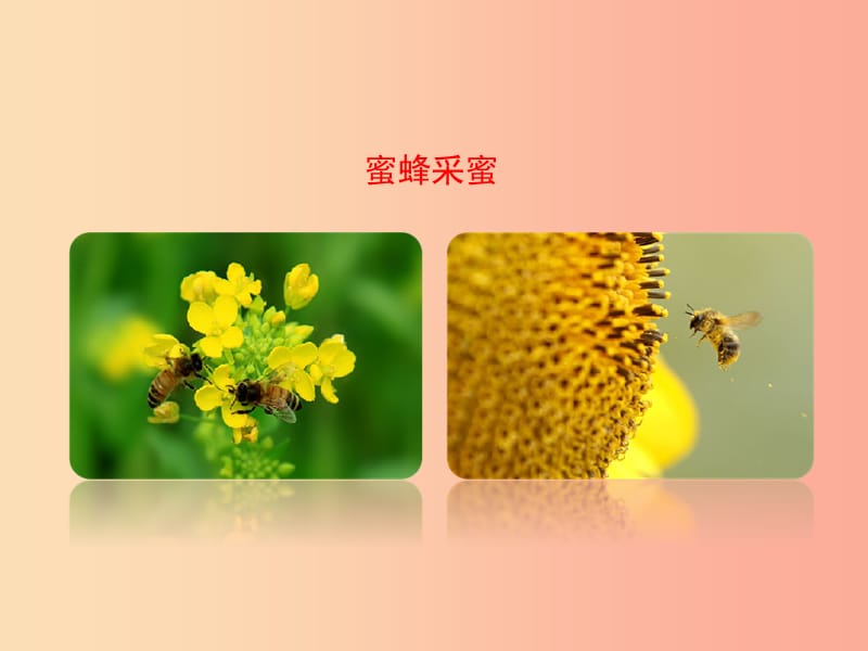 八年级生物上册 4.1.2《传粉与受精》课件 （新版）济南版.ppt_第3页