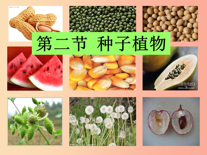 吉林省长春市七年级生物上册 第三单元 第一章 第二节《种子植物》课件2 新人教版.ppt_第2页