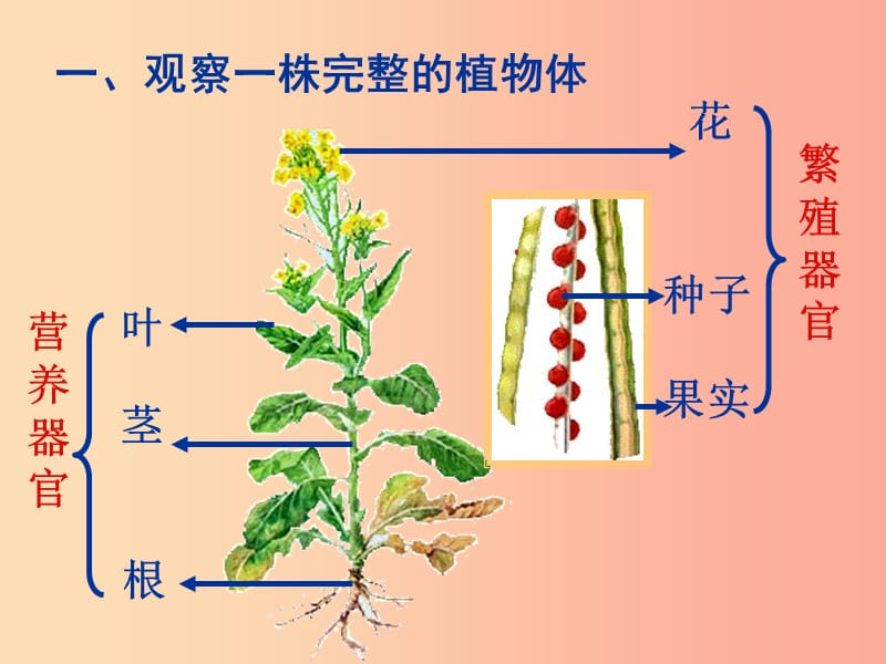 江苏省如皋市七年级生物下册 9.1 植物体的组成课件（新版）苏科版.ppt_第3页