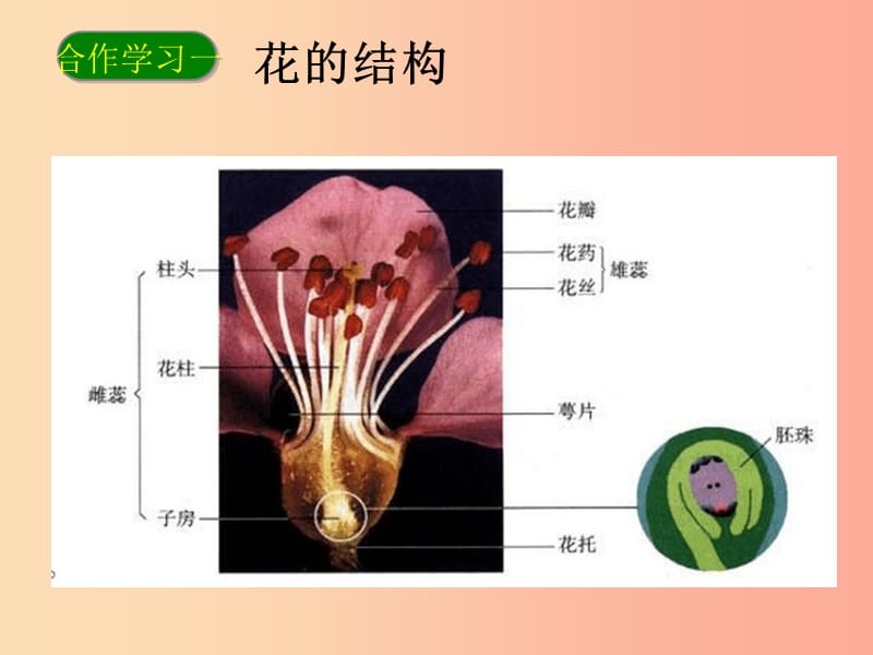 2019年七年级生物上册 3.2.3《开花和结果》课件2 新人教版.ppt_第3页