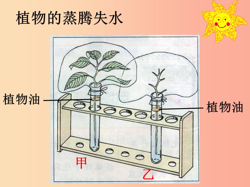 七年级生物上册 3.5.4《蒸腾作用》课件2 （新版）北师大版.ppt_第3页