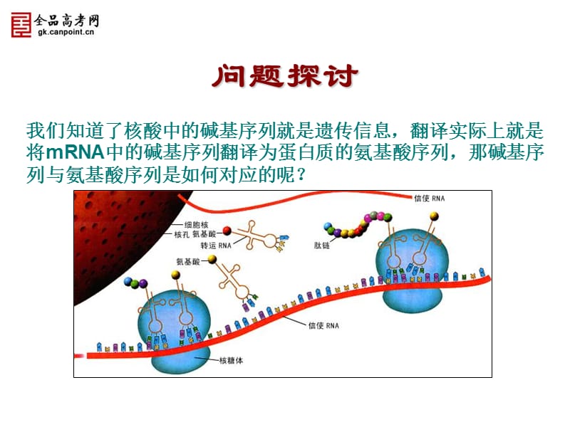 内蒙古海拉尔三中高一生物《遗传密码的破译》.ppt_第3页