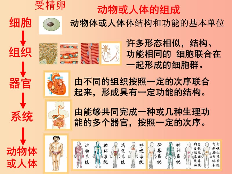 2019年七年级生物上册2.2.3植物体的结构层次课件4 新人教版.ppt_第3页