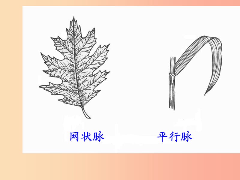 吉林省通化市八年级生物上册 6.1.1尝试对生物进行分类课件 新人教版.ppt_第2页