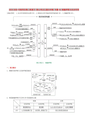 2019-2020年高考生物二輪復(fù)習(xí) 核心考點(diǎn)之提分沖刺 專題04 細(xì)胞呼吸與光合作用.doc