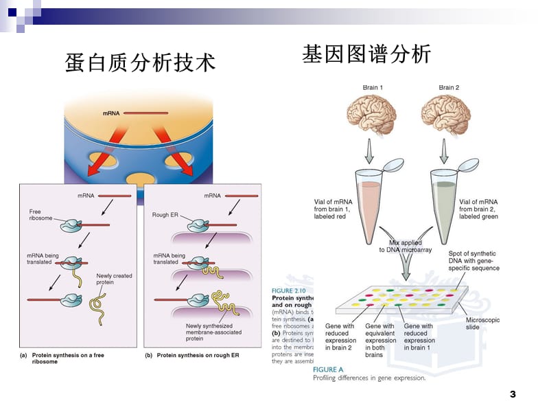 探索脑当代神经科学ppt课件_第3页