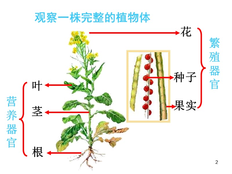 苏科版生物七下植物体的组成ppt课件_第2页