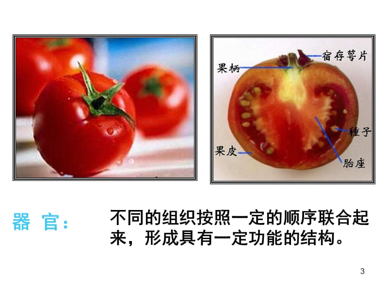 苏科版生物七下植物体的组成ppt课件_第3页