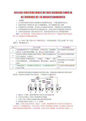 2019-2020年高三生物二輪復習 第一部分 知識落實篇 專題四 遺傳、變異和進化 第1講 遺傳的分子基礎配套作業(yè).doc