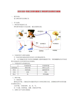 2019-2020年高三生物專題復(fù)習(xí) 神經(jīng)調(diào)節(jié)及動(dòng)物行為教案.doc