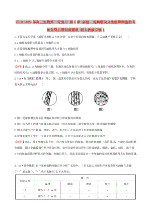 2019-2020年高三生物第一輪復(fù)習(xí) 第6章 實(shí)驗(yàn)：觀察根尖分生組織細(xì)胞的有絲分裂拓展創(chuàng)新題組 新人教版必修1.doc