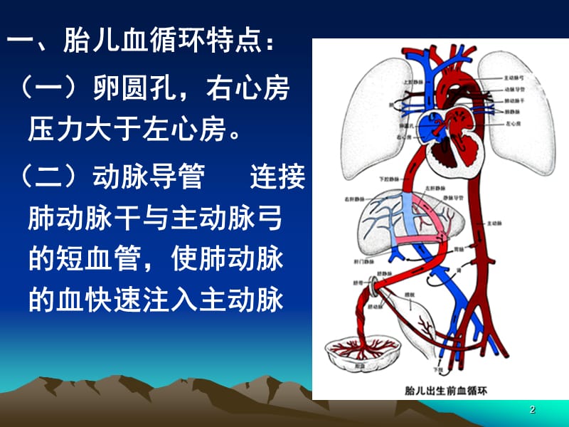 胎儿的血液循环和出生后的变化ppt课件_第2页