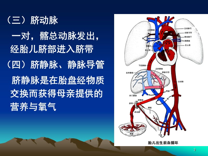 胎儿的血液循环和出生后的变化ppt课件_第3页