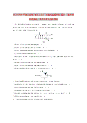 2019-2020年高三生物 考前三個月 專題突破提分練 圖示4 遺傳的物質(zhì)基礎(chǔ)、變異和育種相關(guān)圖示.doc