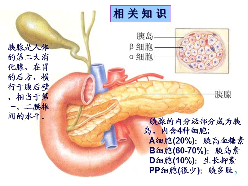 糖尿病诊治及胰岛素和口服降糖药治疗ppt课件_第2页