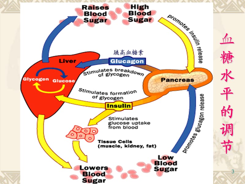 糖尿病诊治及胰岛素和口服降糖药治疗ppt课件_第3页