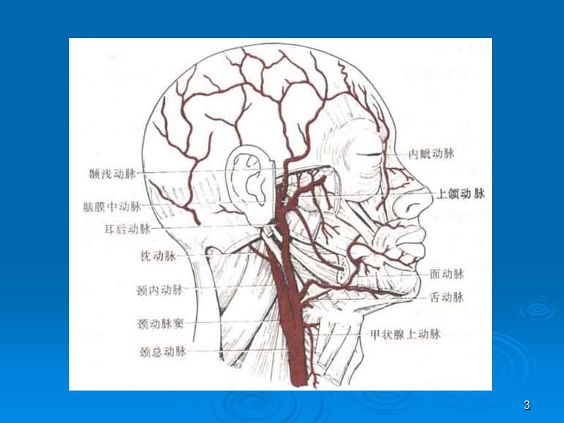 头颈部血管颈内动脉)解剖分段ppt课件_第3页