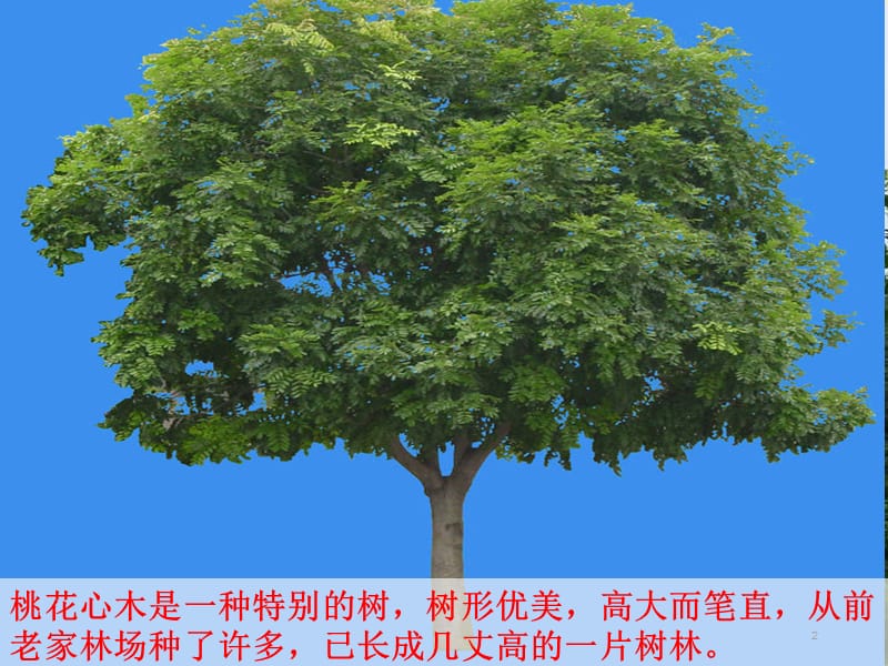 桃花心木公开课分析ppt课件_第2页