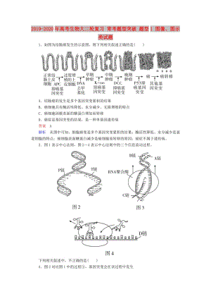 2019-2020年高考生物大二輪復習 ?？碱}型突破 題型1 圖像、圖示類試題.doc