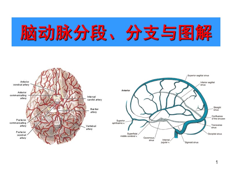 头颅血管脑动脉解剖与影像ppt课件_第1页