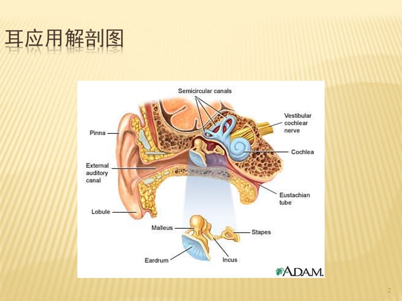 听力障碍病因ppt课件_第2页