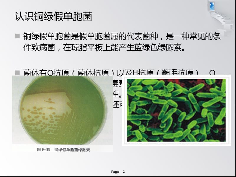 铜绿假单胞菌的治疗ppt课件_第3页